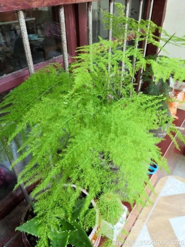  「图片作者」10种花，春天不能晒，躲屋里最安全！