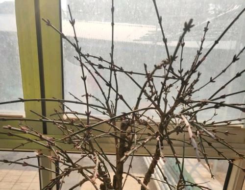 【迎春花】迎春花盆景剪光叶子会开花吗?舍得剪,换个位置,满树金黄全是花