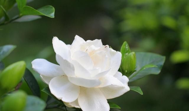  「栀子花」为什么栀子花老是养不好？原因在这