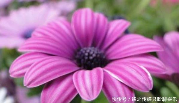 烂漫@新手就养5种花，好养易爆盆，养盆在阳台，傲然挺立，烂漫又迷人