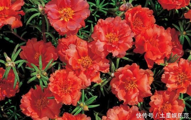  『家里』春天种上几粒种子，这些花让家里瞬间变成小花园，真美