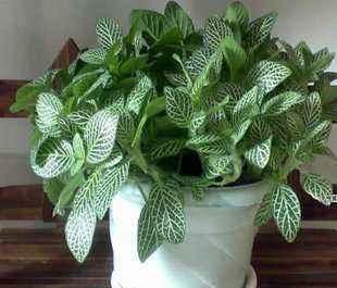  『家里』在家里扦插这3种植物，简单好管理、实用易生根
