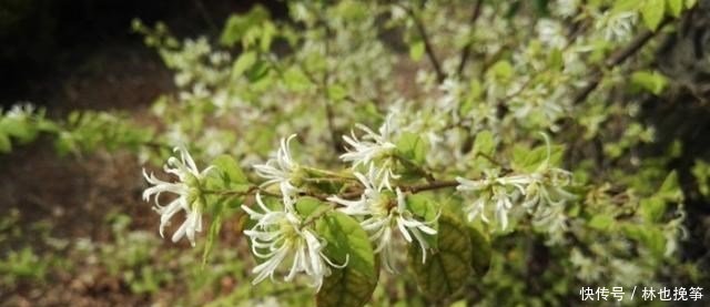  『檵木花』山里这种植物，到处都有，不做盆景，简直屈才了