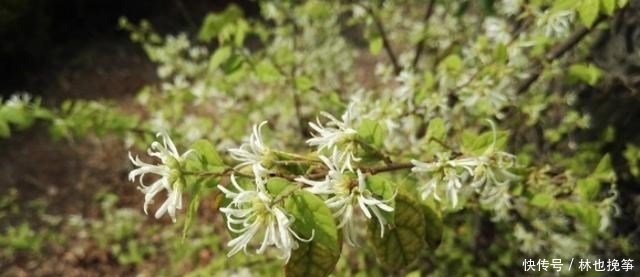 『檵木花』山里这种植物,到处都有,不做盆景,简直屈才了
