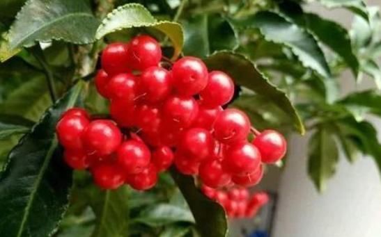  [家里]“4种花”自带富贵气，花开红艳喜爆盆，家里养几盆，富贵又招财