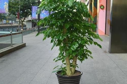 『寓意』富人最喜欢养的花,钟爱这3种,包含美好寓意!