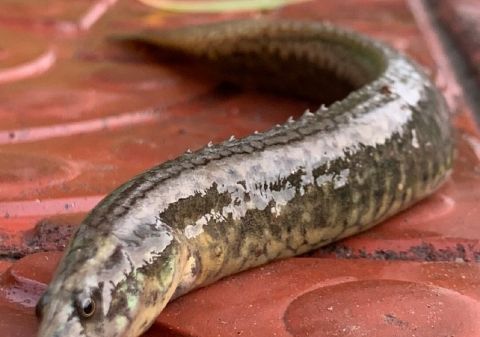  #稻田#在农村，刀鳅鱼以前多没人吃，现在少能卖到60元一斤