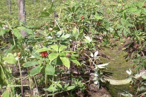  种植物：它1斤“650元”，生长在山沟里，植株并不丑，也能开花，珍贵