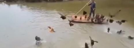  排队：「另类养鸡法」每天让几千只鸡排队下水，现在买他家的鸡