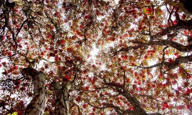 三月和四月，正是赏花季节：推荐贵州6个绝佳的杜鹃花观赏地