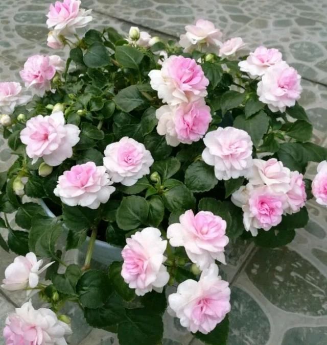  养护：凤仙花被虐待两个月还有救吗？剪花苞，浇上还魂水，一个月花爆盆