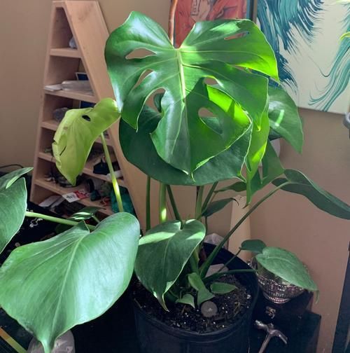  #龟背竹#叶子带白斑的龟背竹盆栽，害怕叶色退化了，经常浇磷酸二氢钾水肥