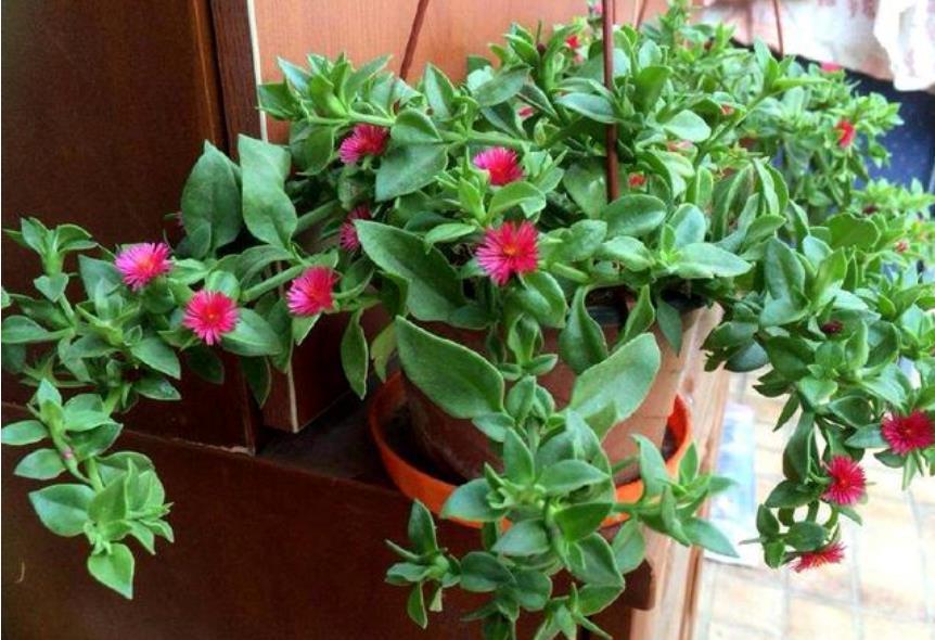 牡丹■别看“牡丹吊兰”花朵小,掐个枝就能长出一大片,好养好看好吃