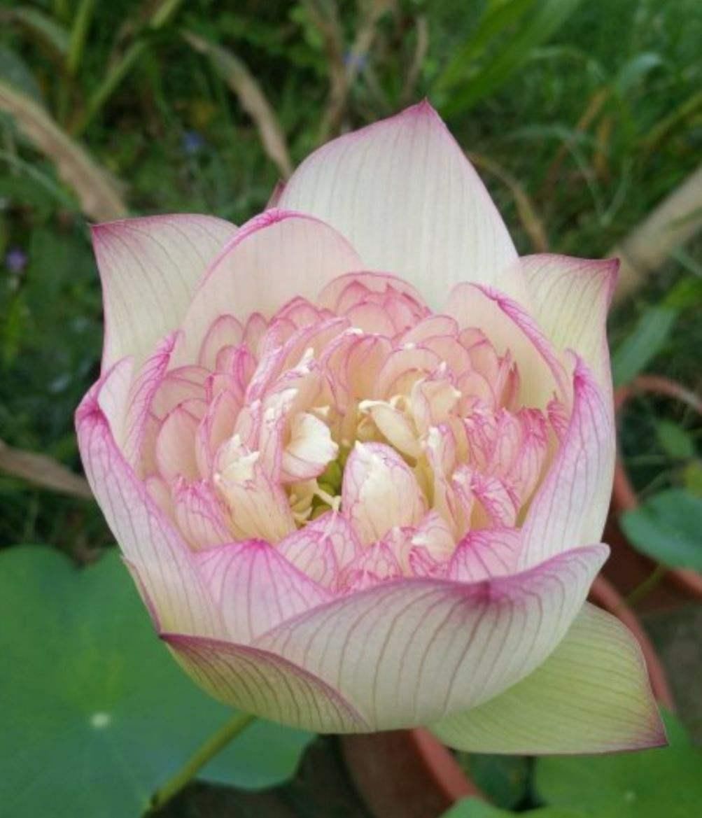  「随便」3种皮实花，随便撒土里就能长一大片，农村常见