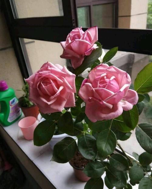 养盆■养花就养这几款,花朵小巧玲珑,花叶俱美,养盆放阳台美极了