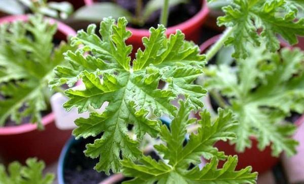 『驱蚊草的生』夏季蚊虫增多,农村院子里栽种这种植物,驱蚊又清香