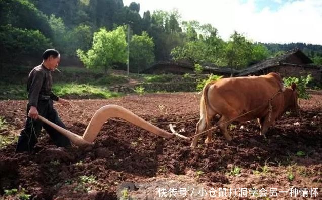  「明年」农村老人说，明年是二龙治水，十人分饼，十一牛耕田，