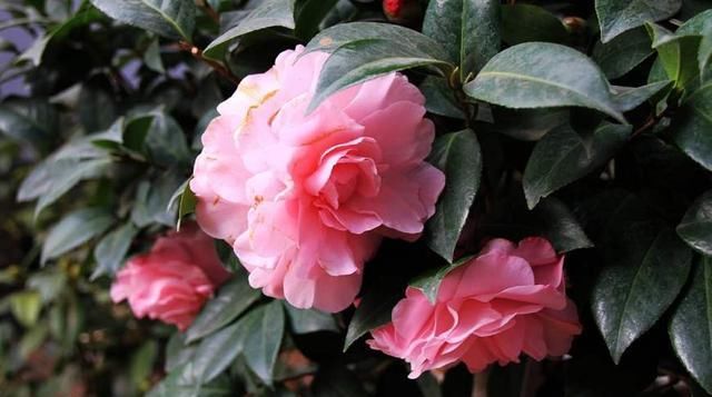  『栀子花』茶花、栀子花、君子兰，用这种水来浇，花开“爆盆”，连肥都省了！