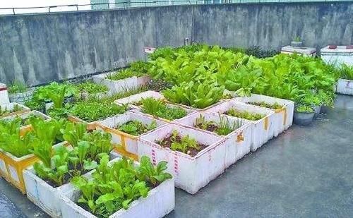  「能供」阳台种菜，用泡沫箱就行，都能供一家人吃了