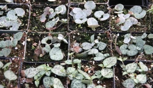  『心叶蔓绿绒』窗台上的吊盆植物，你是选观叶植物，还是开花植物？