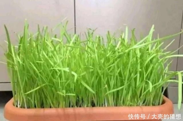 塑料■冬季养盆栽韭菜,只需做“1步”,叶子又肥又壮,收获一茬接一茬