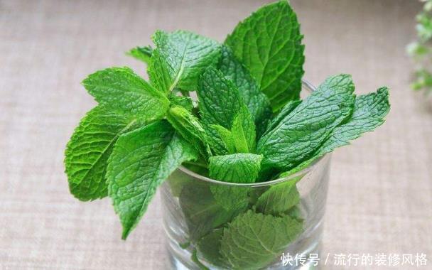 『老人』卧室里放4种植物,净化空气驱蚊虫,尤其第二种,老人小孩都健康