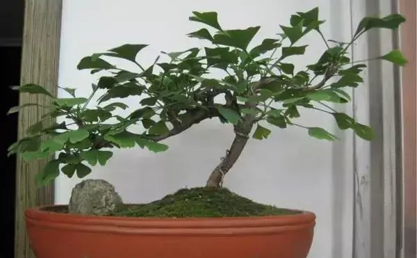 『观赏价值』六种价格不贵,观赏价值高可以做盆景的植物,适合新手种植
