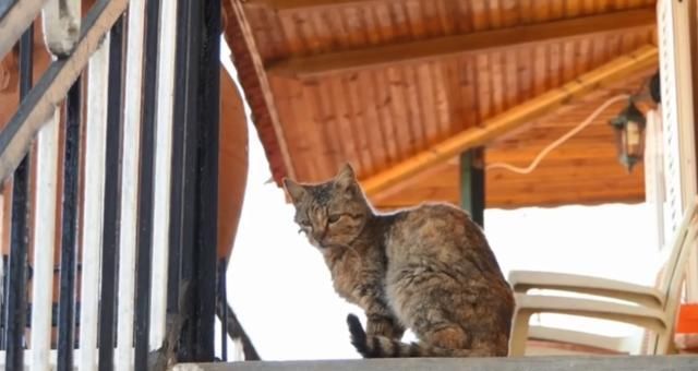  【奶奶】瘦弱老猫流浪多年，因一碗剩饭而“隐居”村庄，每天凌晨叫醒奶奶
