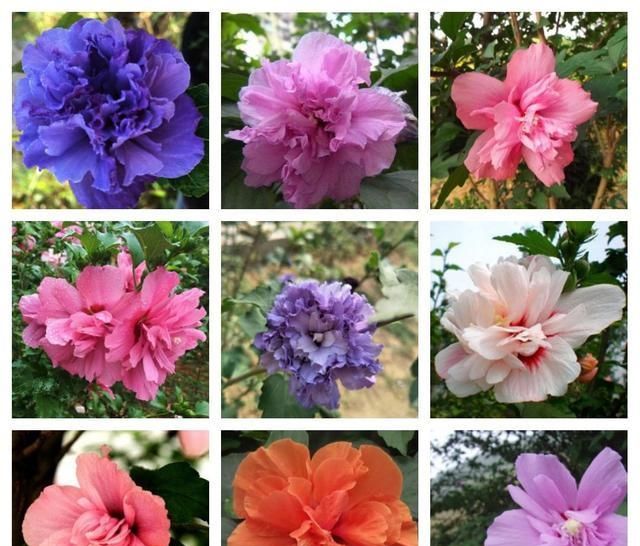  『适合』适合北方庭院栽的花木