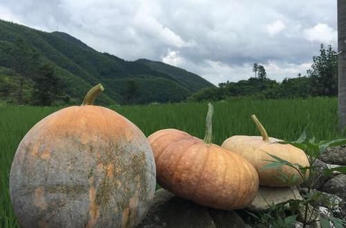  「南瓜种子」南瓜又称为“懒人蔬菜”，简单几步种植好，南瓜吃不赢