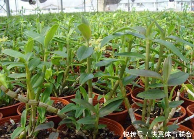 警惕！在农村这几类致富项目多是骗局，不少农民已上当赔钱！