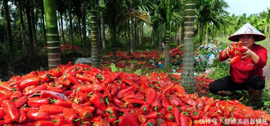 辣椒1元3斤没人要, 菜农整箱倒掉, 汇成“辣椒河”, 绵延数百米