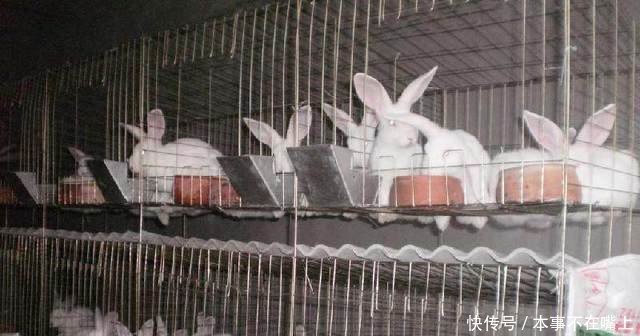 最适合农民朋友养殖的，应该是它们！！