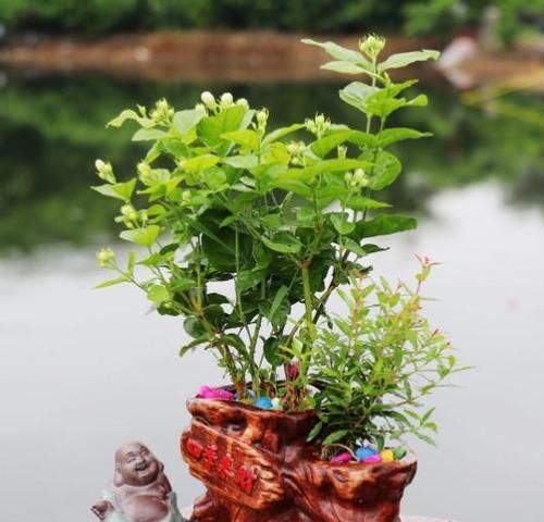 湿润的土壤@4种花,随便种植一盆,满屋飘香,比香水有用,邻居见了羡慕