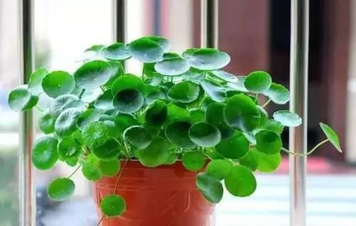  「铜钱草」房间光线不好？那就养这8种耐阴植物！
