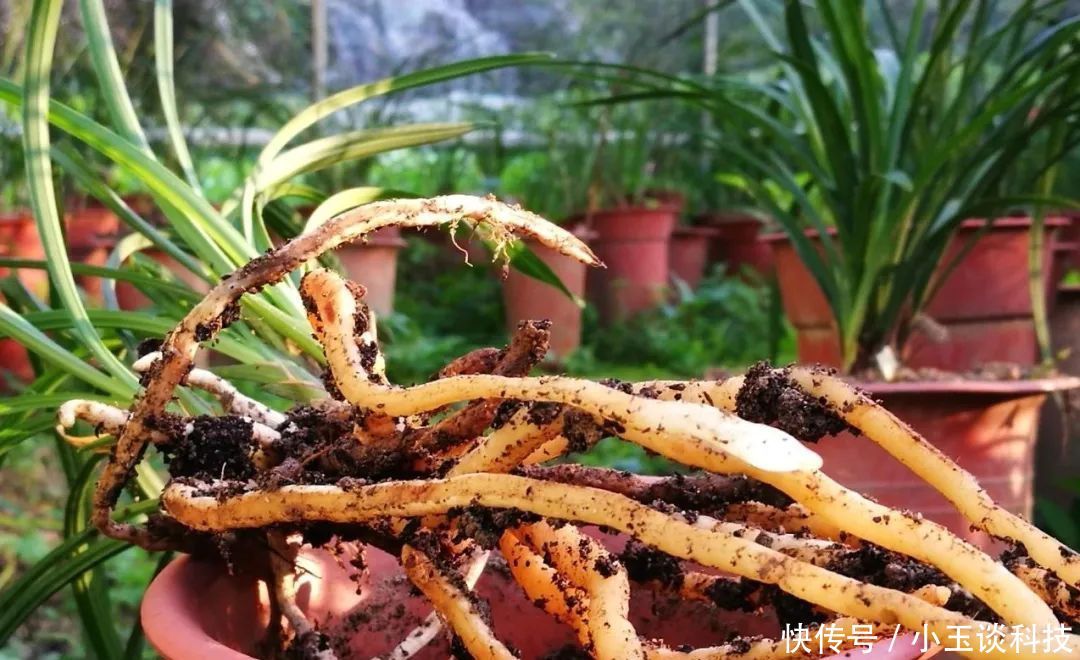 裸根能放■兰花种植没植料,裸根能放几天?细节决定成活
