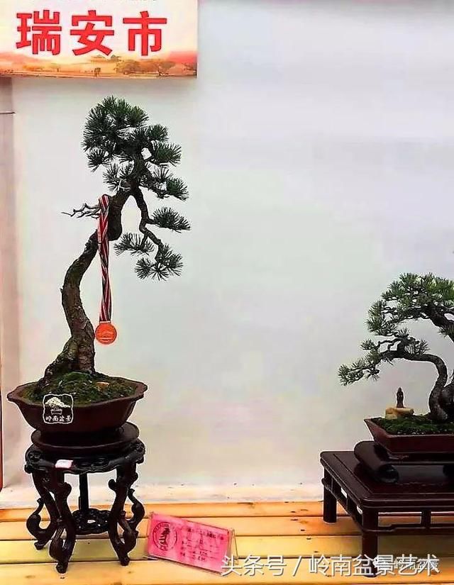 松树盆景，怎样才能算上品？