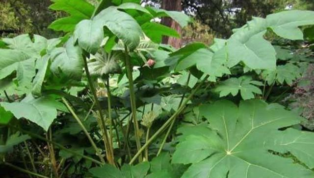  【品种】这种野生植物长在农村，被当地农民当成经济价值品种，