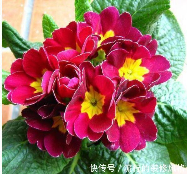  『能爆盆』四月养花就养此5种，好养易活又漂亮，枝繁叶茂能爆盆，美极了