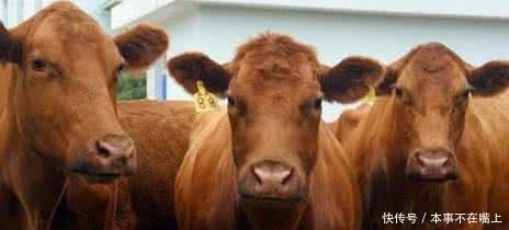 最适合农民朋友养殖的，应该是它们！！