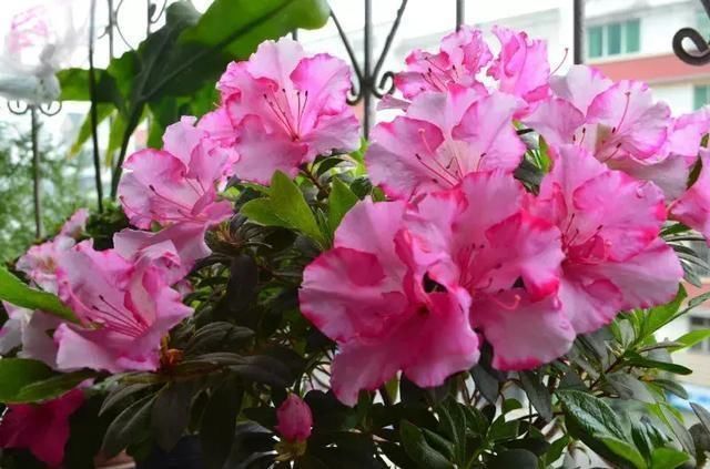 「黄叶」过年买的杜鹃花，干枯黄叶、落花苞？教你5招，养成茂密盆栽