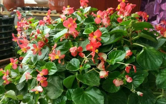 #漂亮#这4种花,一开花就停不下来,漂亮好养,是盆栽佳品!