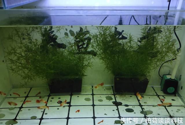  『适合』饲养观赏鱼有一种换水方式，叫做蜻蜓点水式，适合哪一种情况？