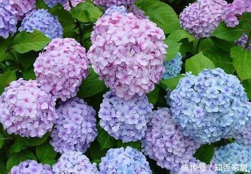 『有花赏』3种花,现在扦插正当时,15天左右生根,当年有花赏!