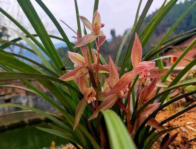  『兰花的浇水』兰花上盆几天浇一次水好？兰花浇水不是按天数，水过地皮湿是精髓