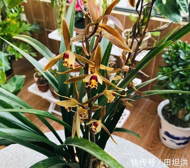 『花葶上』兰花和滴水观音都会“冒水珠”,1个有毒、1个没毒,别搞错了