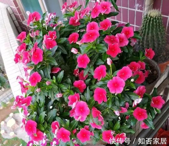 『照充足』5种花要多晒,晒得多花越多,一缺光就黄叶烂根!
