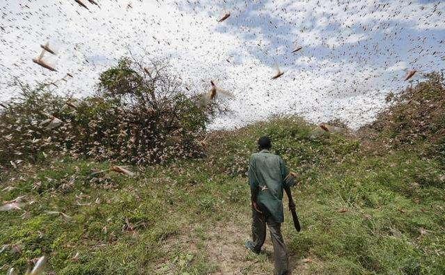  「我国」蝗灾已经到了印巴会不会蔓延到我国解决蝗灾有什么好办
