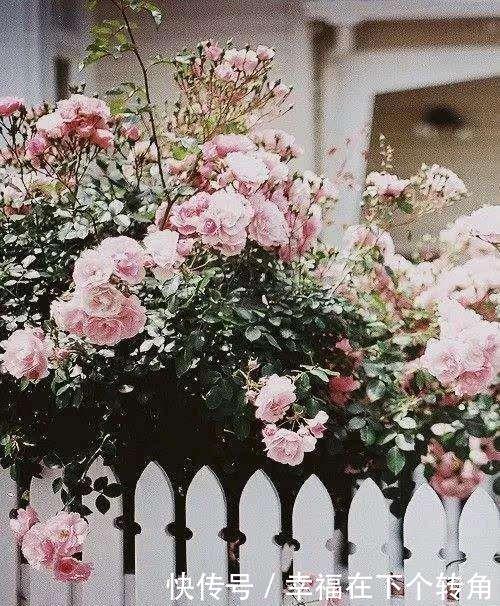  「快乐」篱笆小院住在乡村的快乐，你想体验吗！