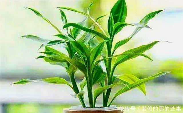  长得非常|家庭养花就选这5种，招财旺人还好养，净化空气，美好心情